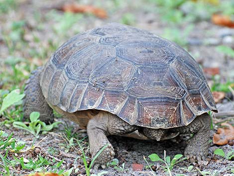 Gopher Tortoise (Gopherus polyphemus)