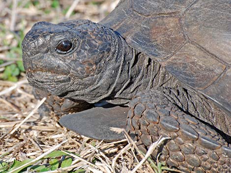 Gopher Tortoise (Gopherus polyphemus)