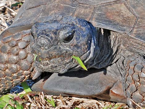 Gopher Tortoise (Gopherus polyphemus)