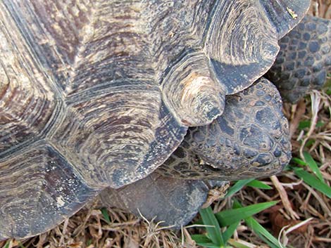 Gopher Tortoise (Gopherus polyphemus)