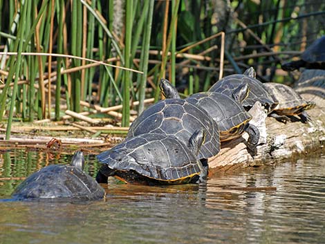 Suwannee Cooter (Pseudemys concinna suwanniensis)