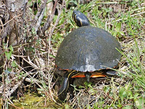 Florida Red-bellied Cooter (Pseudemys nelsoni)