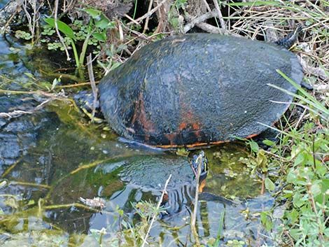 Florida Red-bellied Cooter (Pseudemys nelsoni)