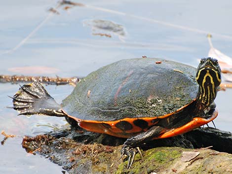 Florida Red-bellied Cooter (Pseudemys nelsoni)