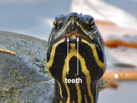 Florida Red-bellied Cooter (Pseudemys nelsoni)