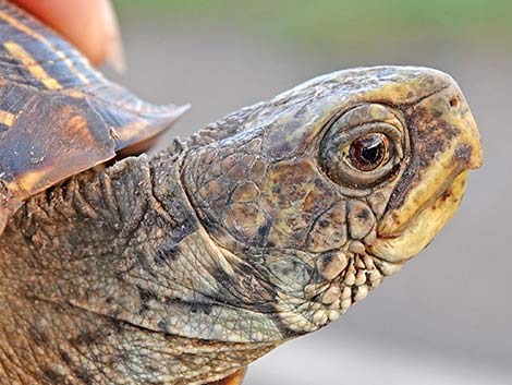 Desert Box Turtle (Terrapene ornata luteola)