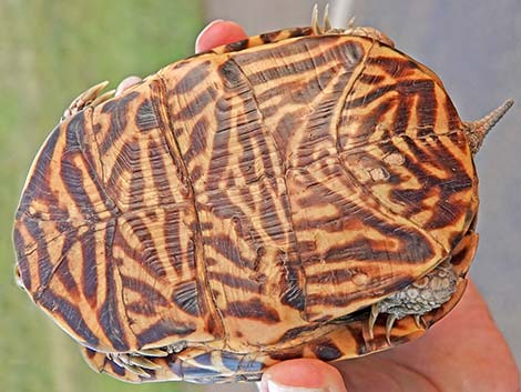 Desert Box Turtle (Terrapene ornata luteola)