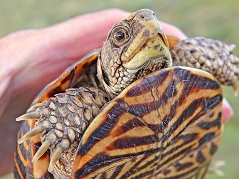 Desert Box Turtle (Terrapene ornata luteola)