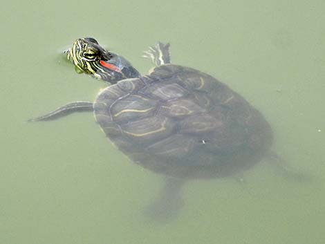 Red-eared Slider (Trachemys scripta elegans)