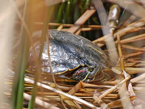 Red-eared Slider (Trachemys scripta elegans)