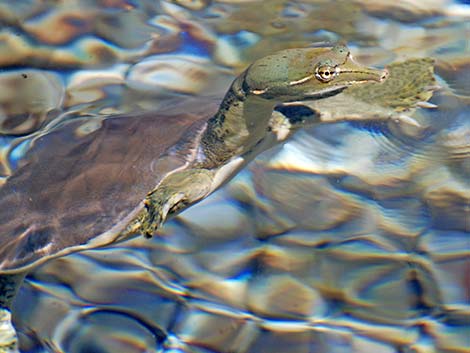 Spiny Softshell (Apalone spinifera emoryi)