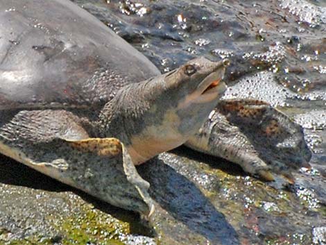 Spiny Softshell (Apalone spinifera emoryi)